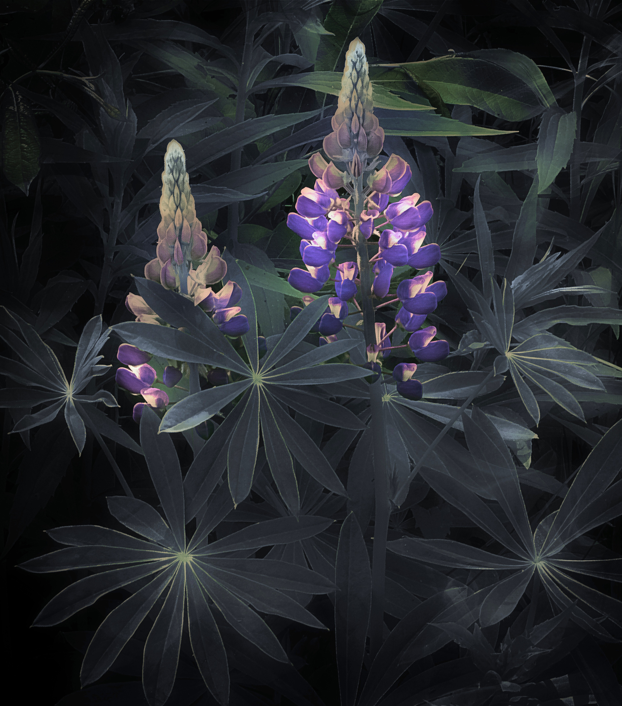 Creative Flower Photography on Madeline Island - Image 3