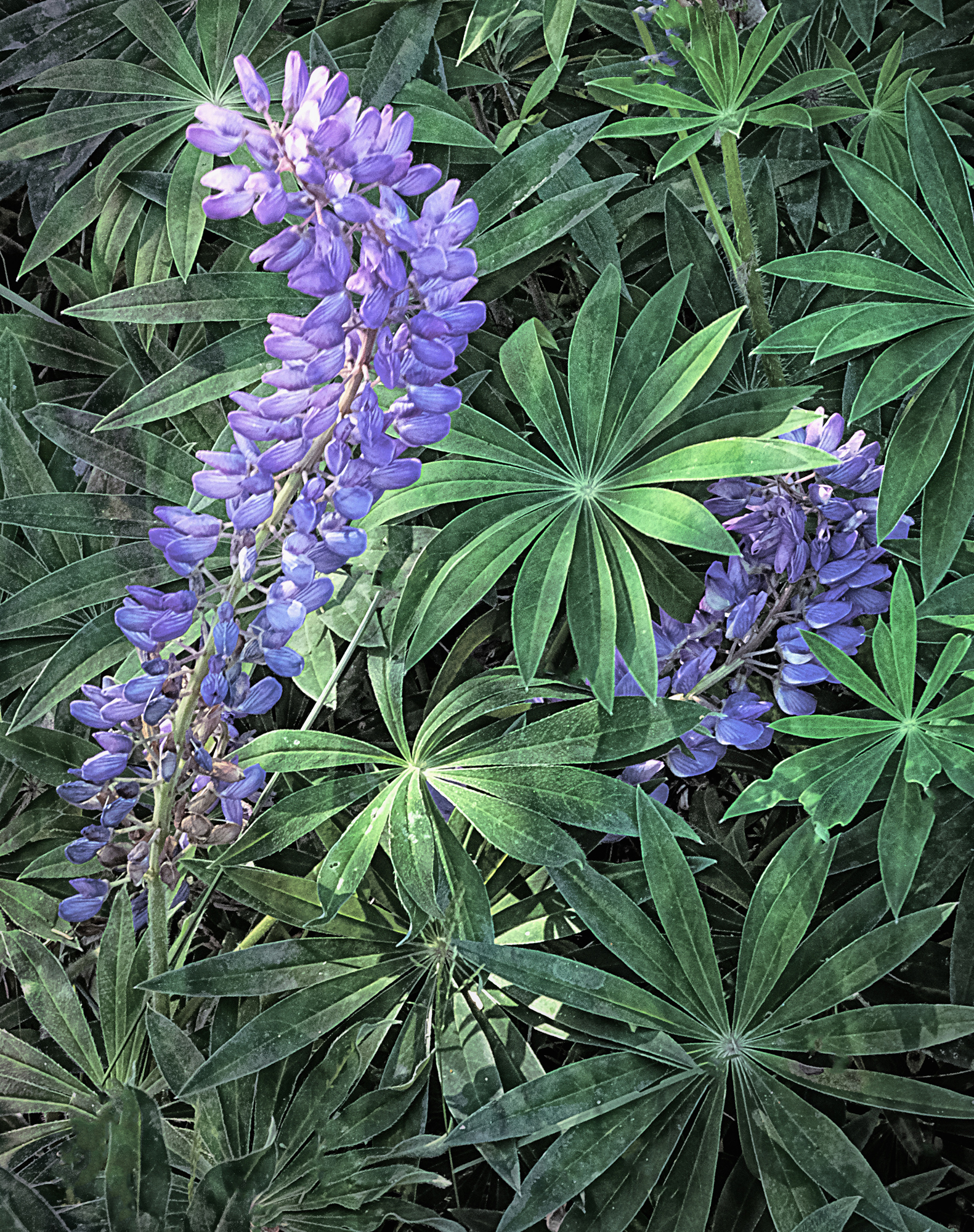 Creative Flower Photography on Madeline Island - Image 2