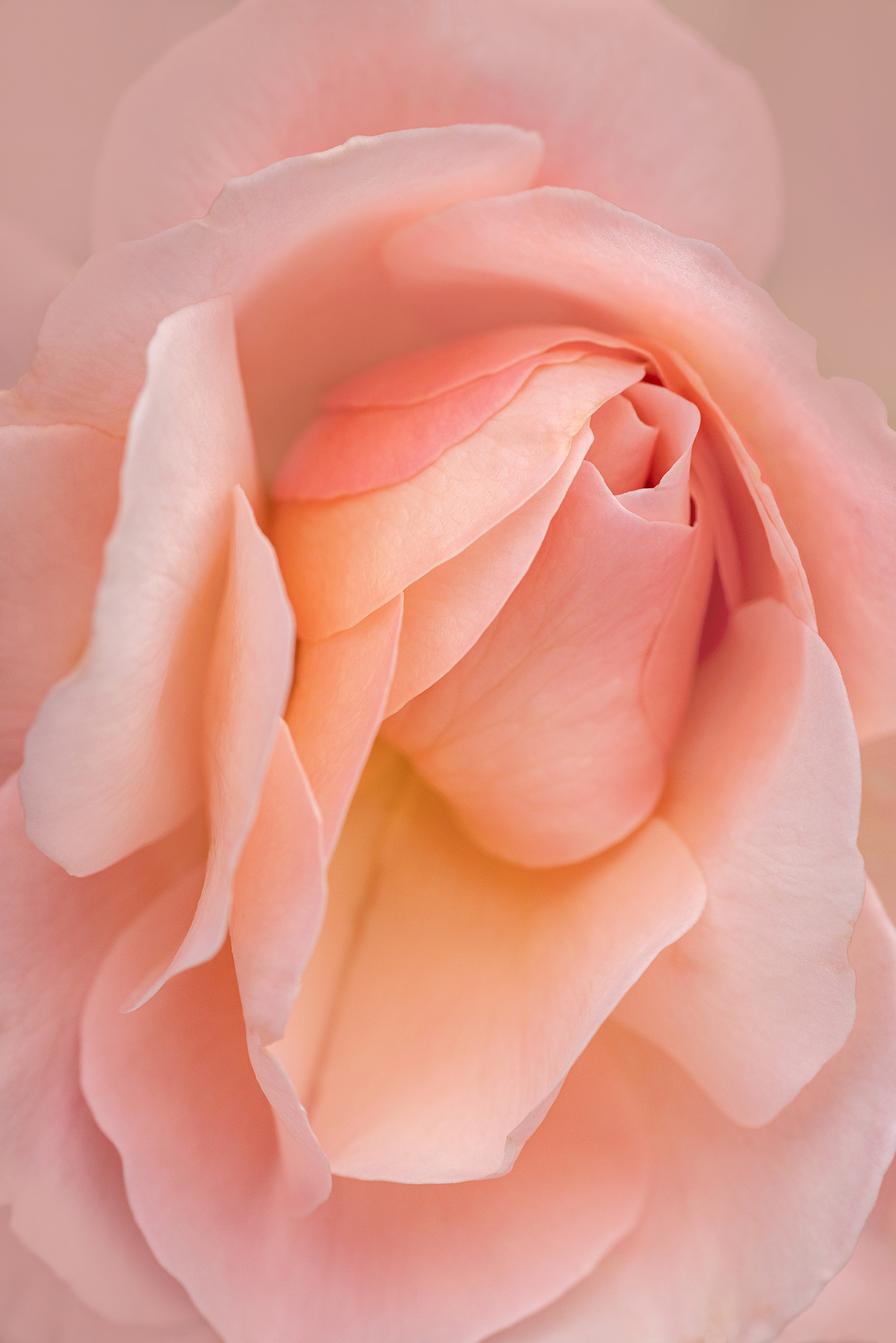 Creative Flower Photography on Madeline Island - Image 11