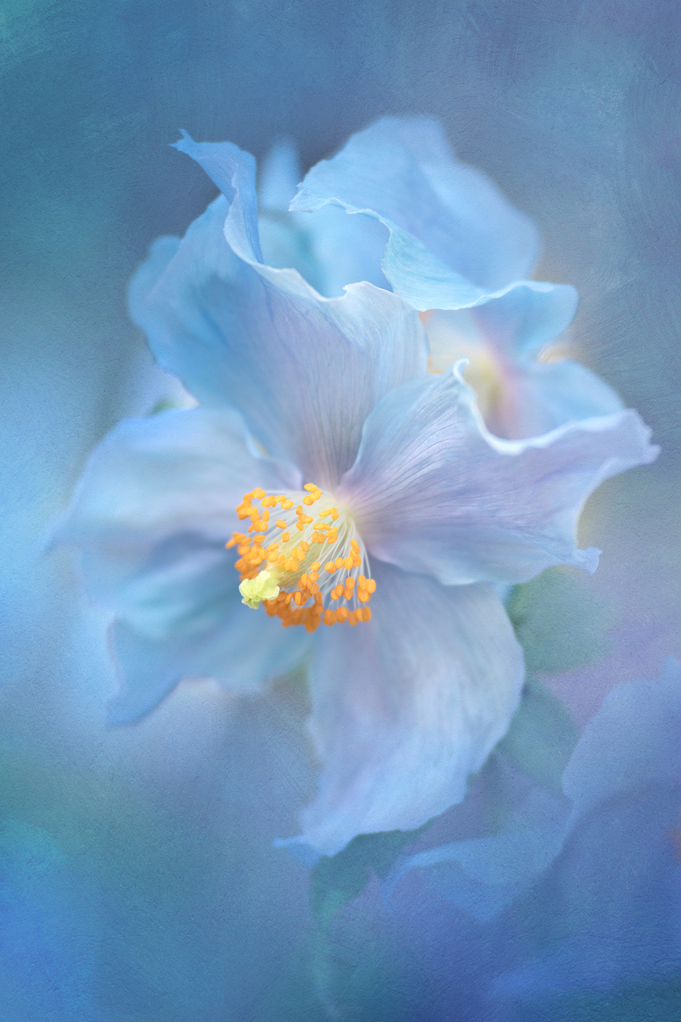 Creative Flower Photography on Madeline Island - Image 10