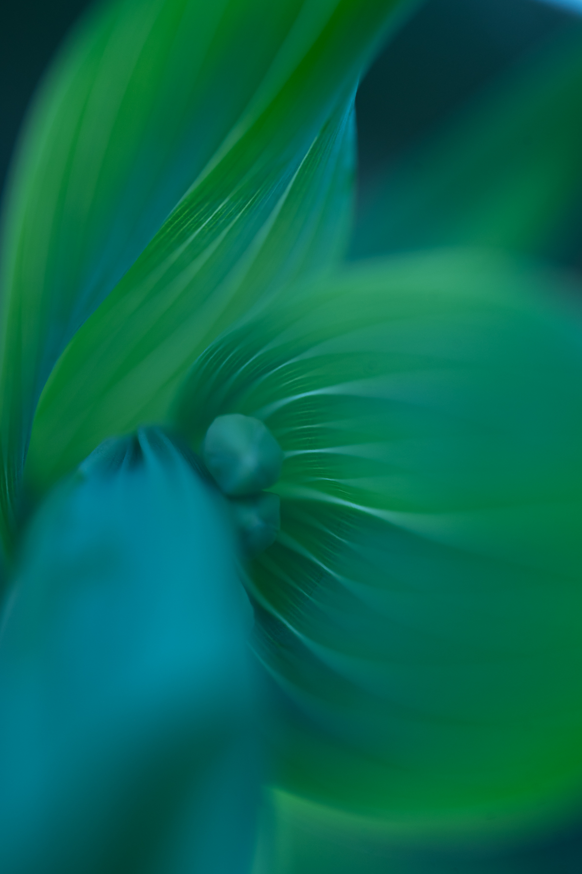 Creative Flower Photography on Madeline Island - Image 20