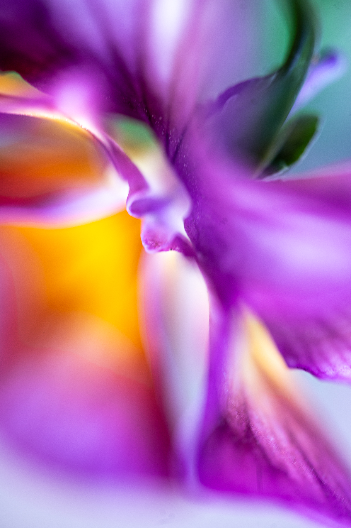 Creative Flower Photography on Madeline Island - Image 19