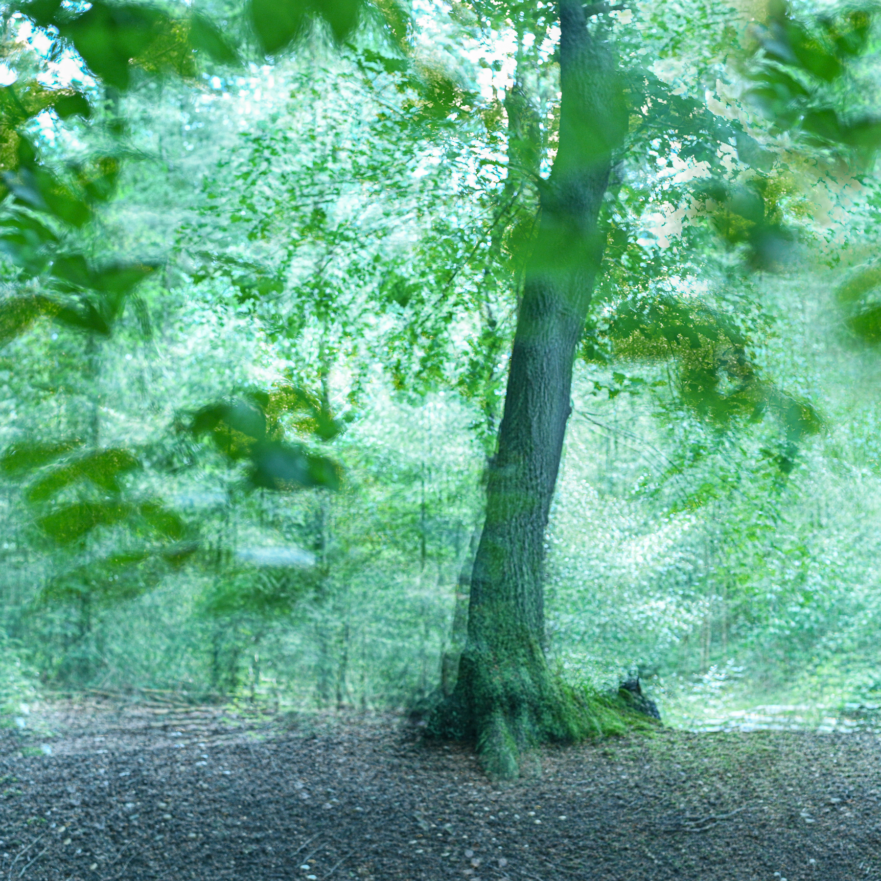 Creative Flower Photography on Madeline Island - Image 17