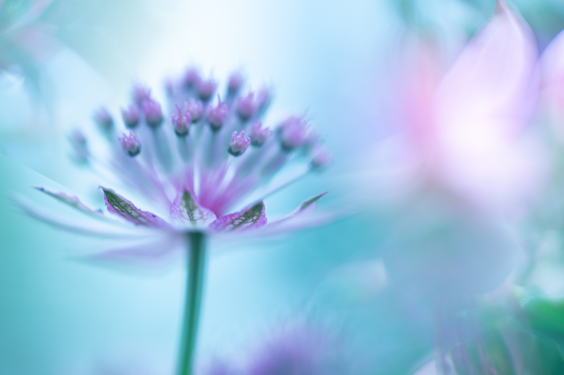 Creative Flower Photography on Madeline Island - Image 16