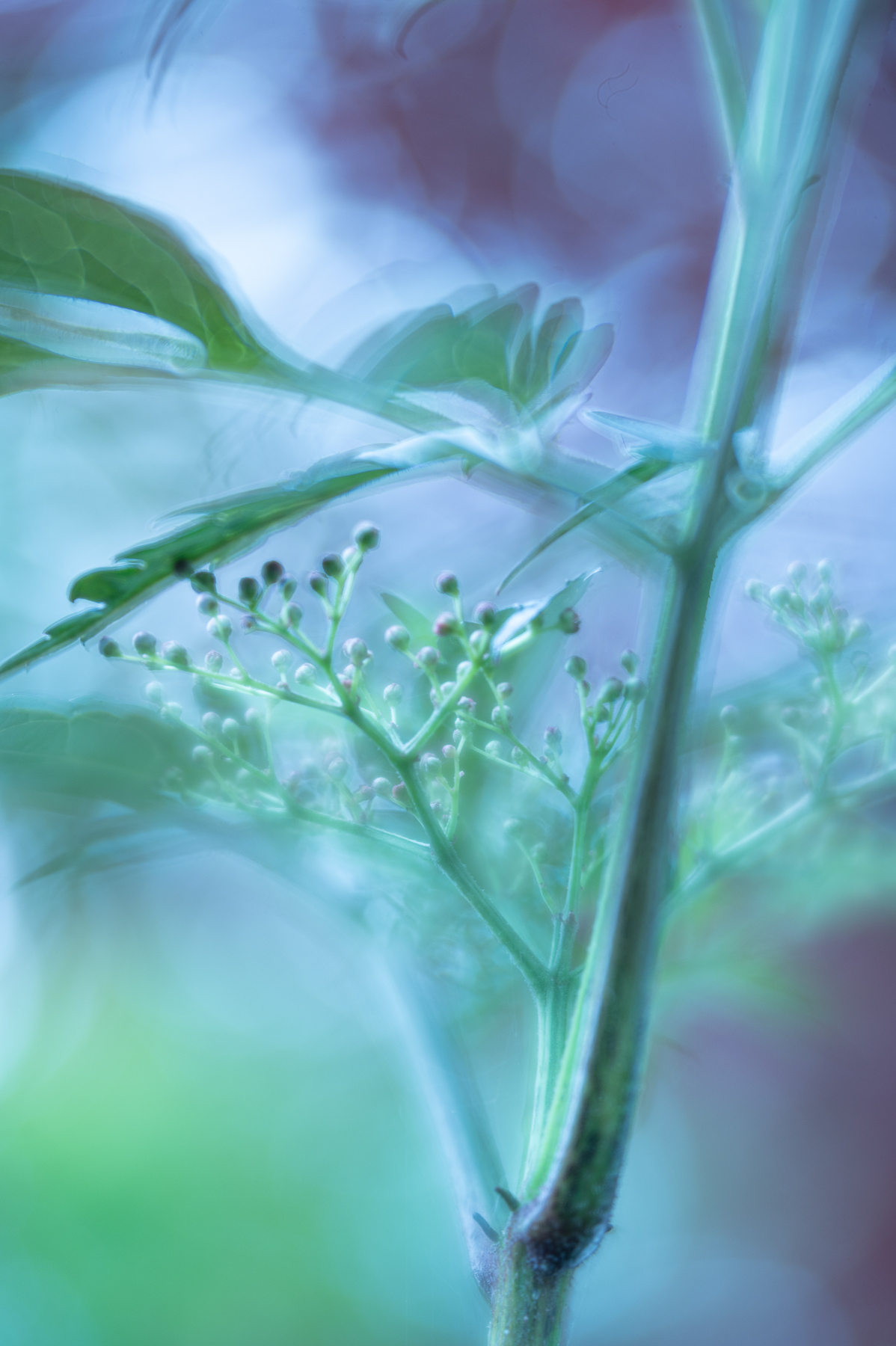 Creative Flower Photography on Madeline Island - Image 15
