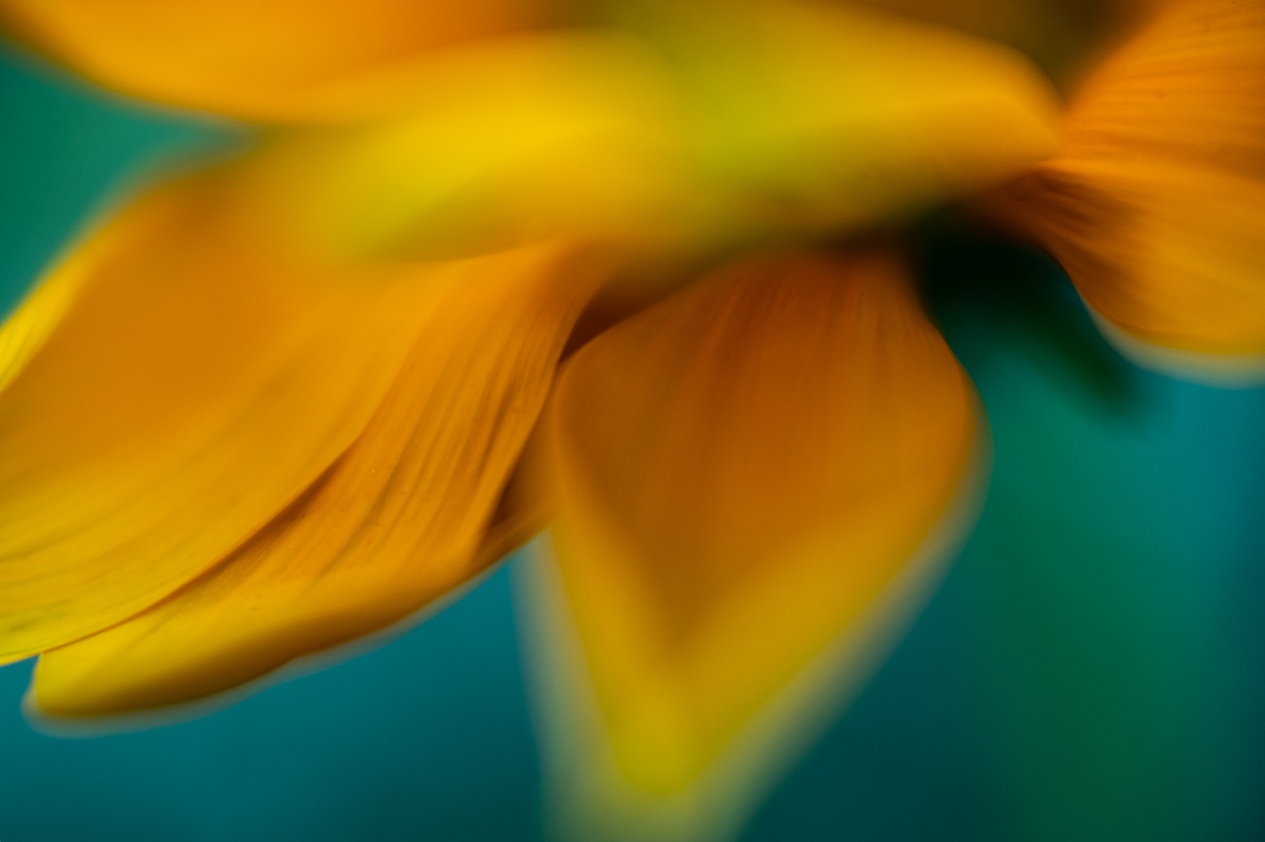 Creative Flower Photography on Madeline Island - Image 14