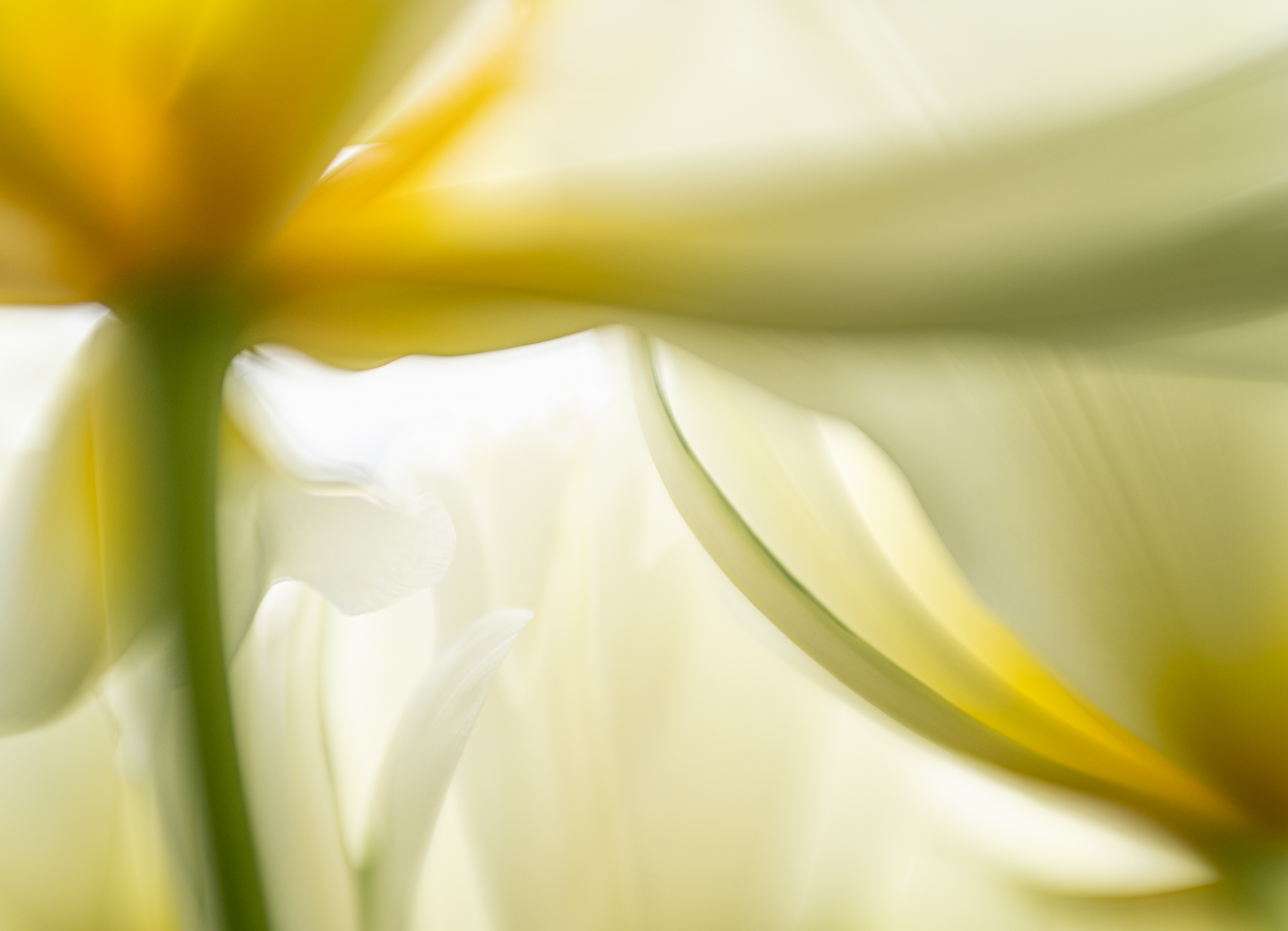 Creative Flower Photography on Madeline Island - Image 12