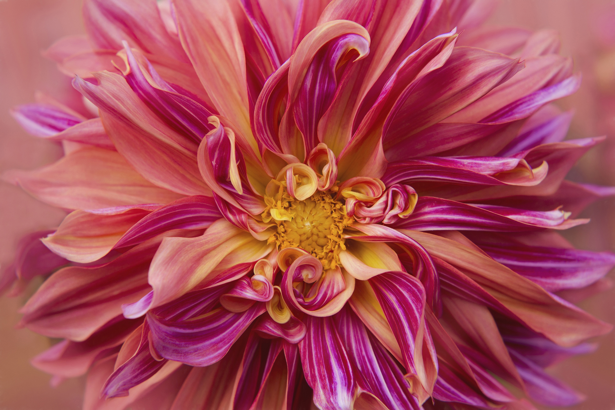 Creative Flower Photography on Madeline Island - Image 9