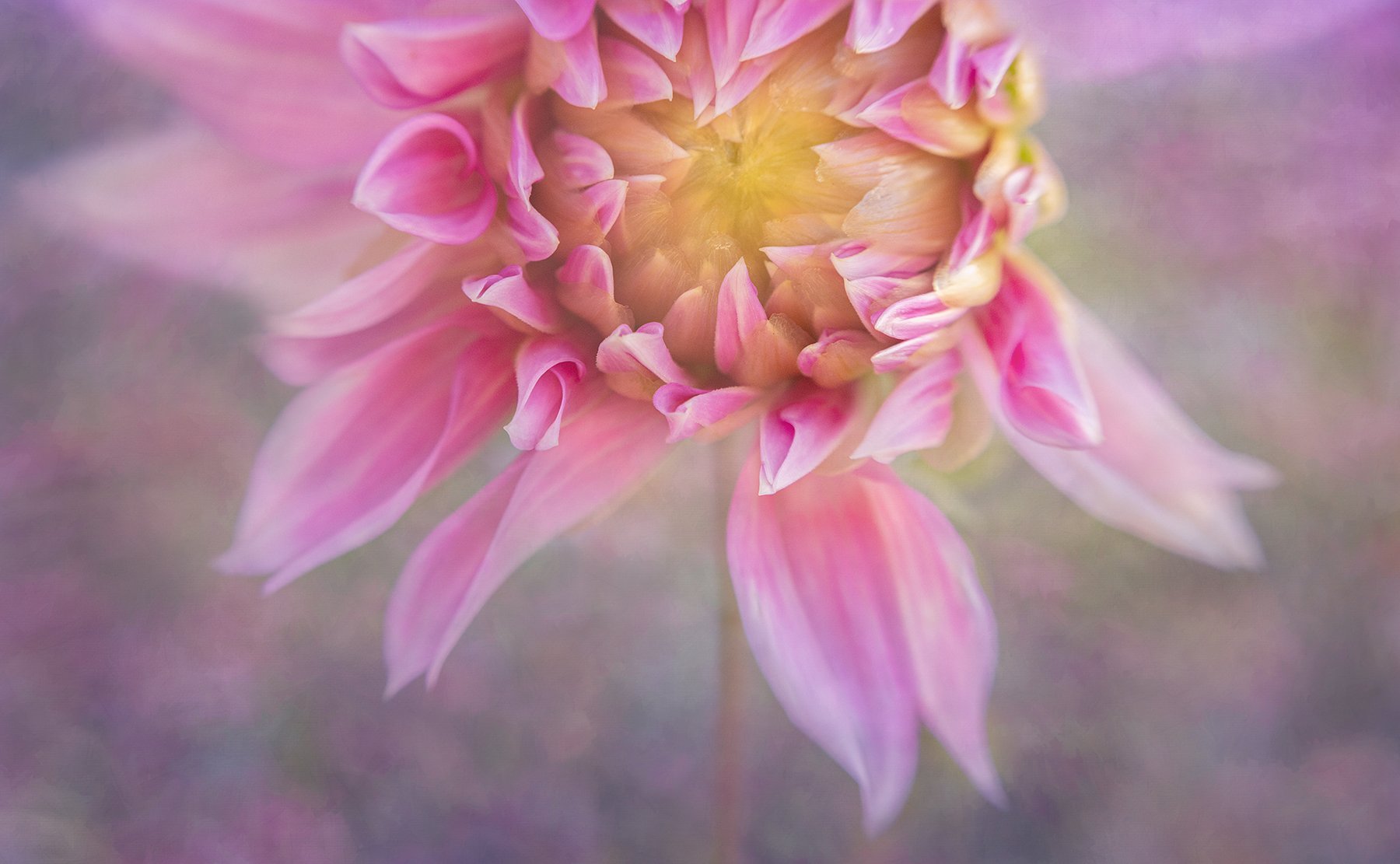 Creative Flower Photography on Madeline Island - Image 8