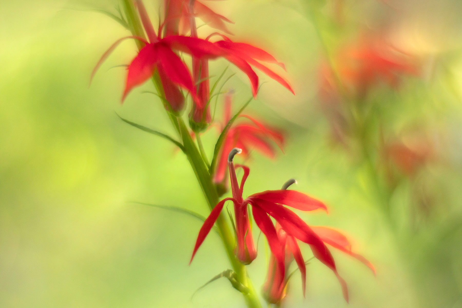 Creative Flower Photography on Madeline Island - Image 7