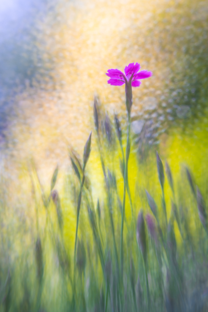 Creative Flower Photography on Madeline Island - Image 25