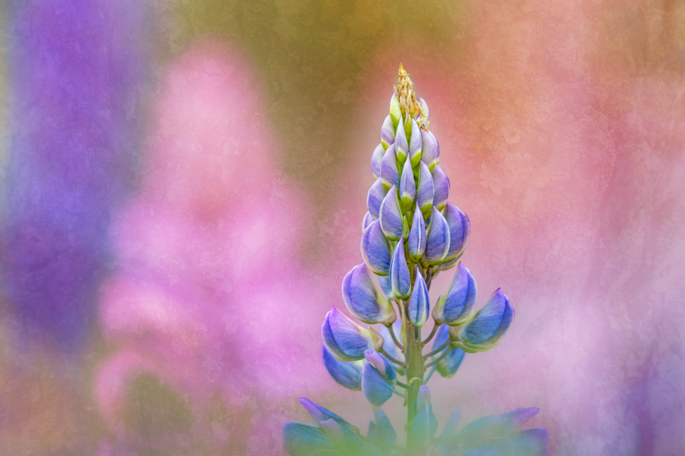 Creative Flower Photography on Madeline Island - Image 26