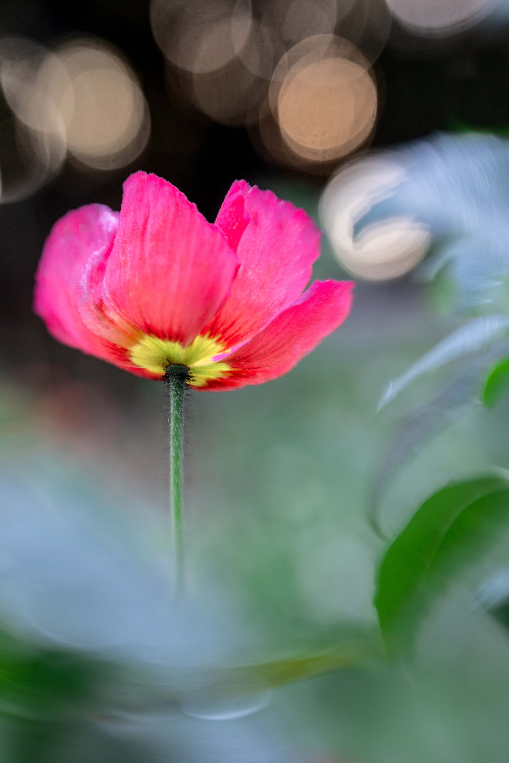 Creative Flower Photography on Madeline Island - Image 23