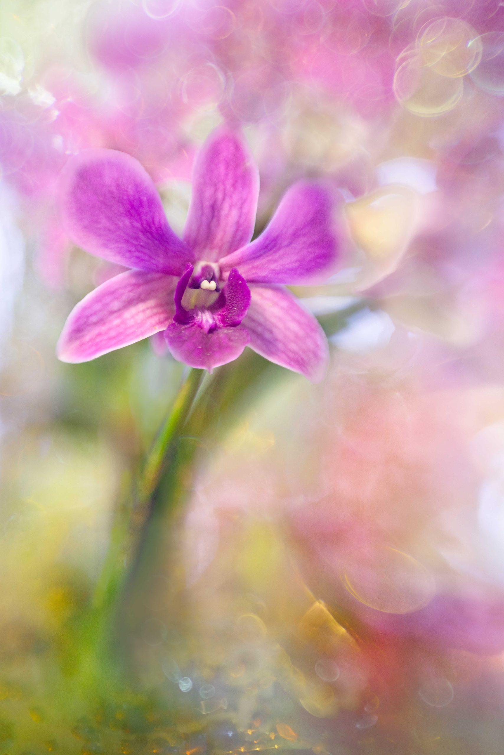 Creative Flower Photography on Madeline Island - Image 24