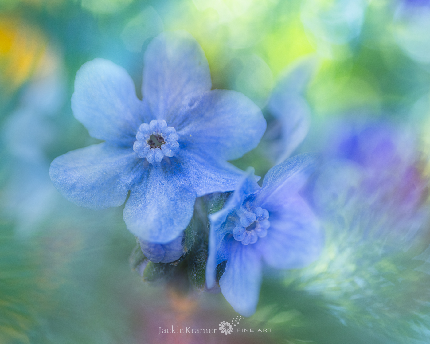 Creative Flower Photography on Madeline Island - Image 27