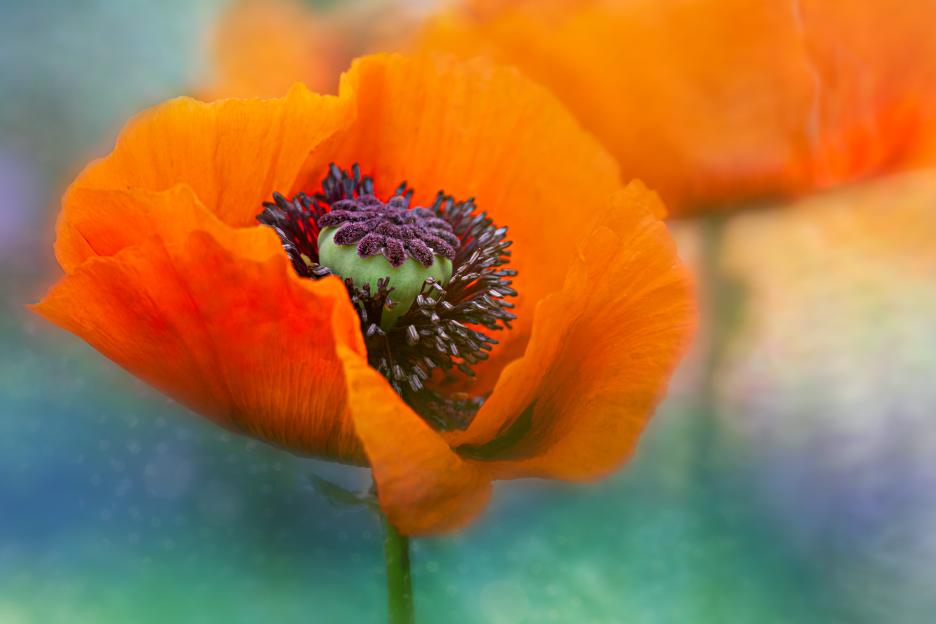 Creative Flower Photography on Madeline Island - Image 22