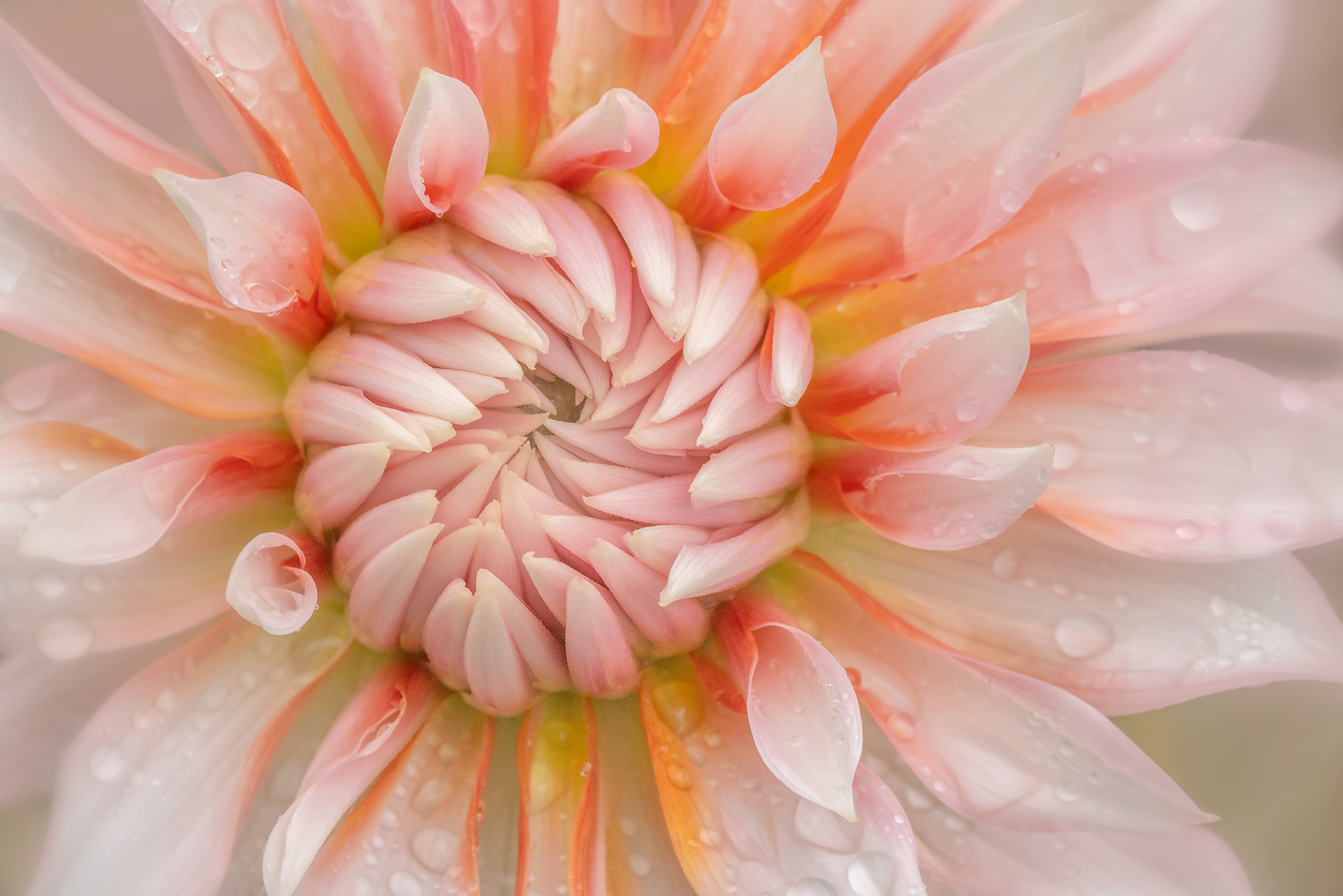 Creative Flower Photography on Madeline Island - Image 6