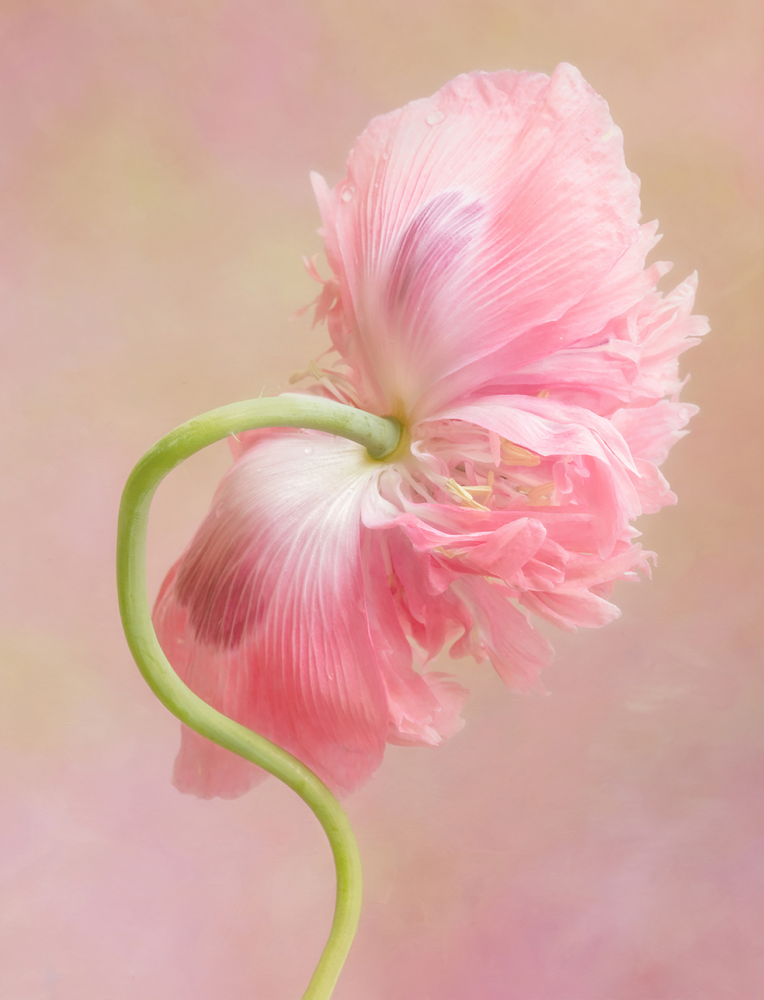 Creative Flower Photography on Madeline Island - Image 5