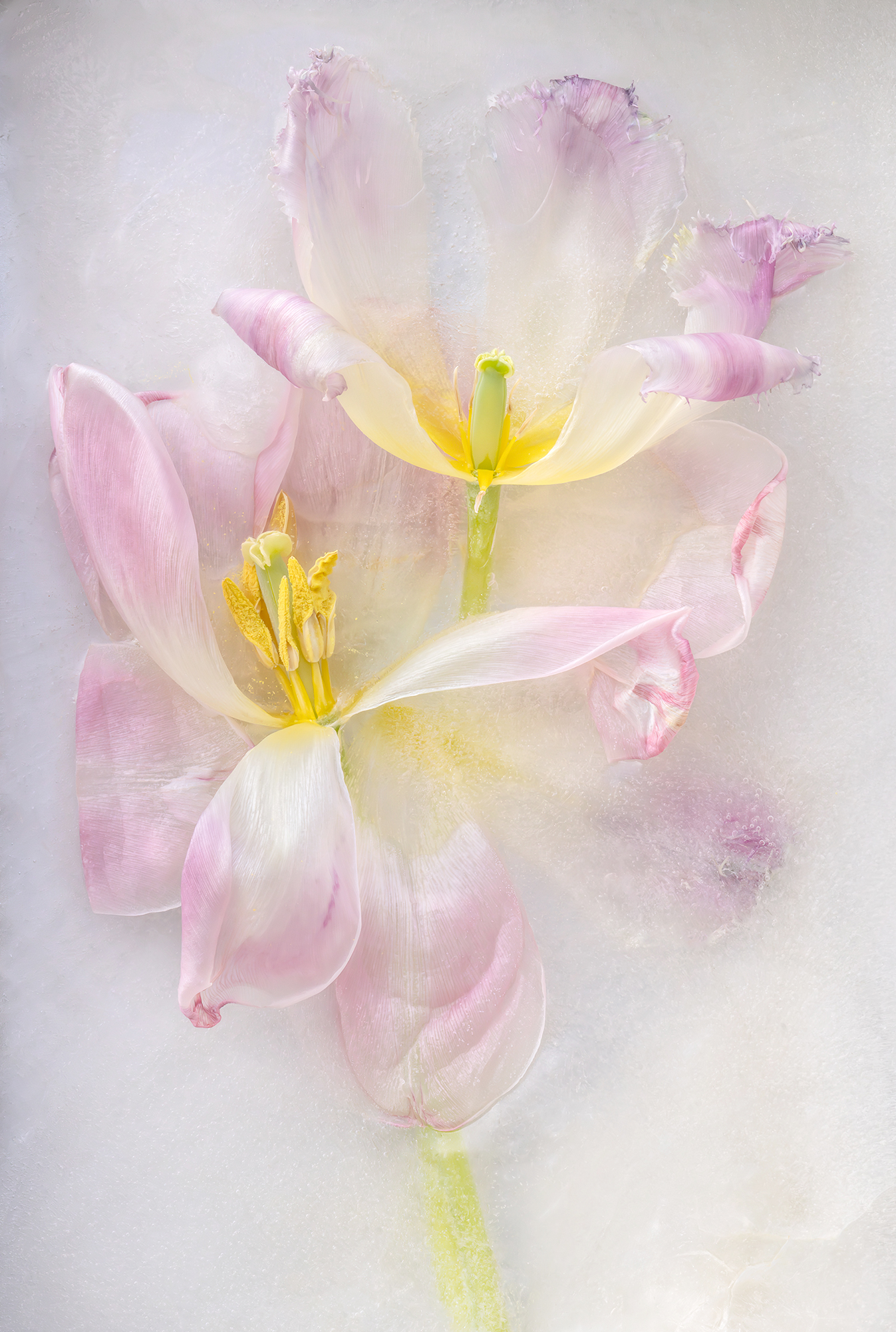 Creative Flower Photography on Madeline Island - Image 4