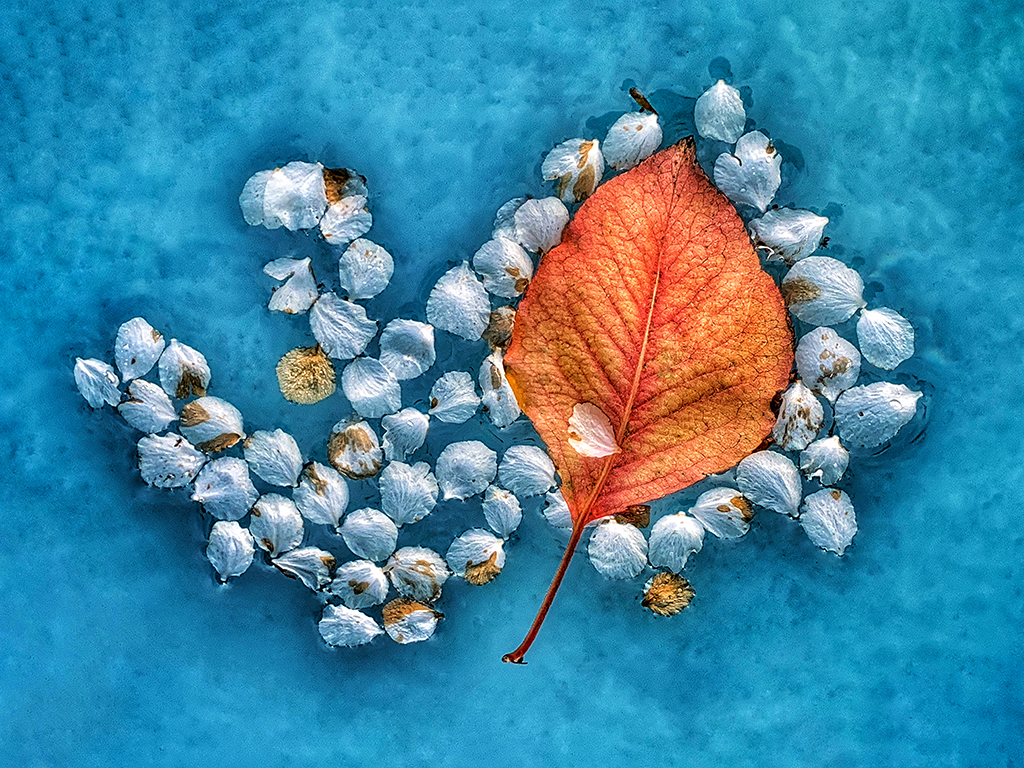 From Snap to WOW! The Ultimate iPhone Photography Workshop on Madeline Island! - Image 4