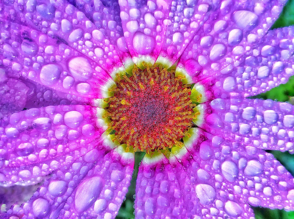 From Snap to WOW! The Ultimate iPhone Photography Workshop on Madeline Island! - Image 5