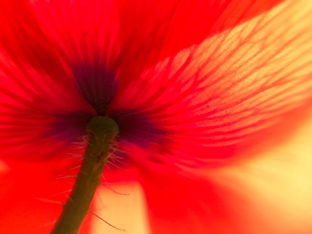 From Snap to WOW! The Ultimate iPhone Photography Workshop on Madeline Island! - Image 6