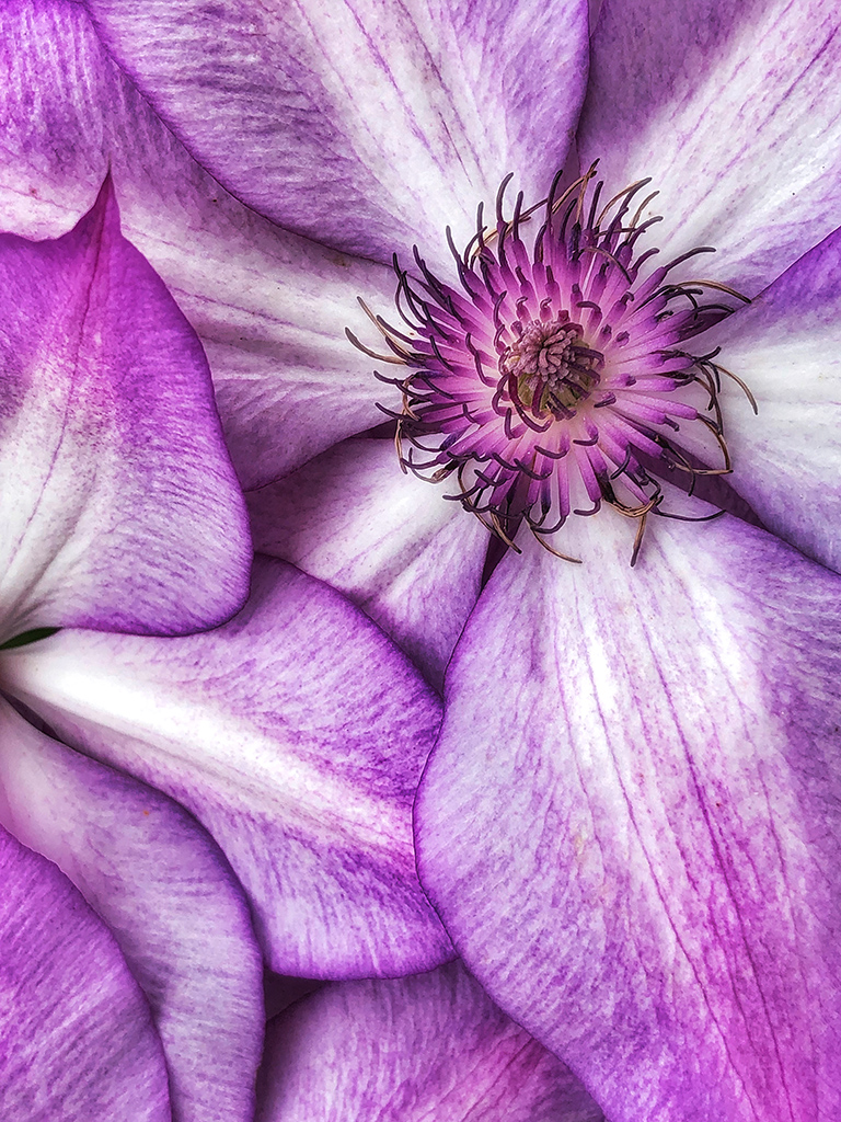 From Snap to WOW! The Ultimate iPhone Photography Workshop on Madeline Island! - Image 9