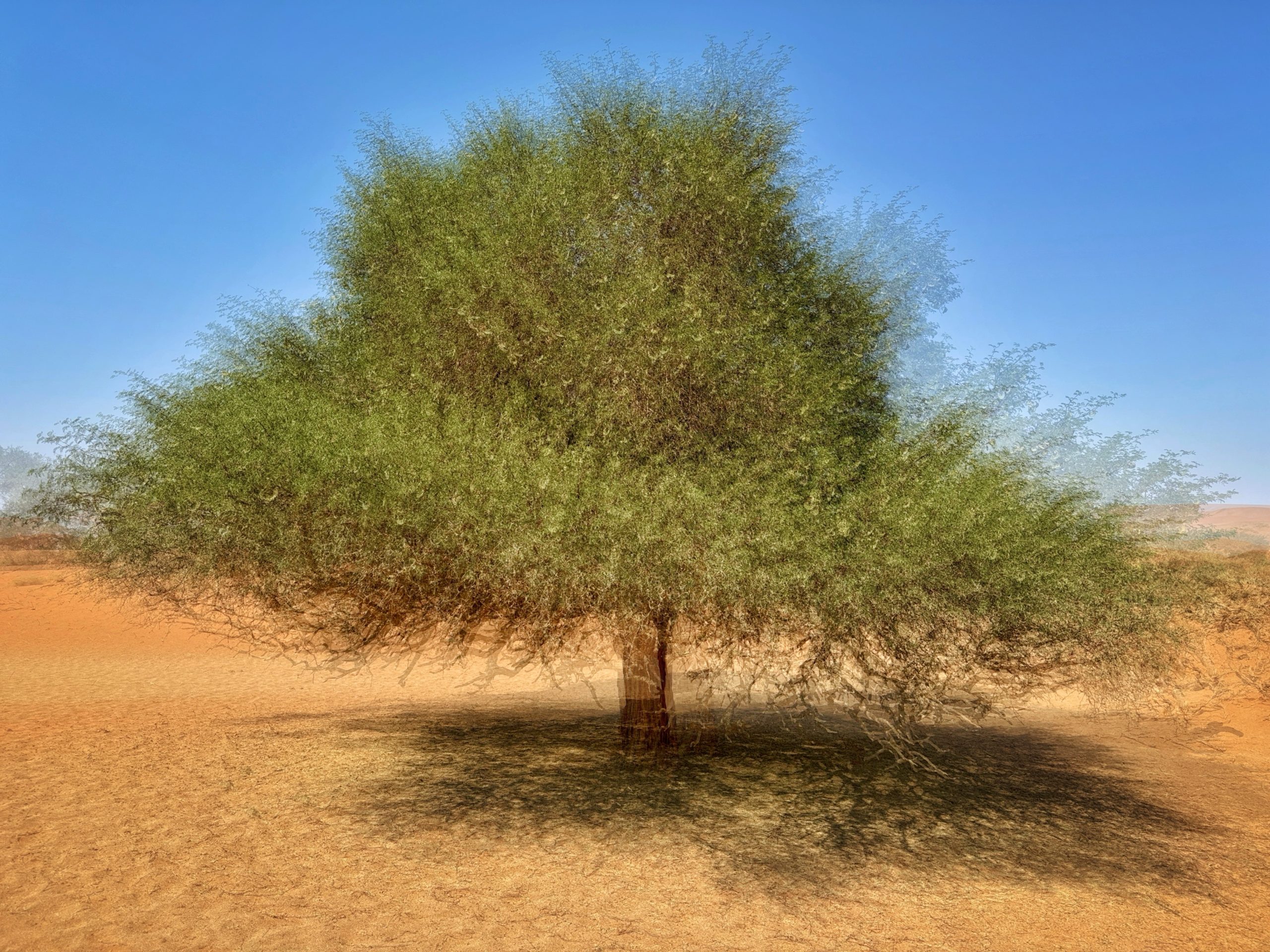 From Snap to WOW! The Ultimate iPhone Photography Workshop on Madeline Island! - Image 10