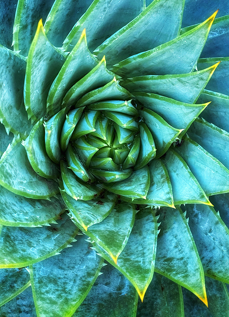 From Snap to WOW! The Ultimate iPhone Photography Workshop on Madeline Island! - Image 13