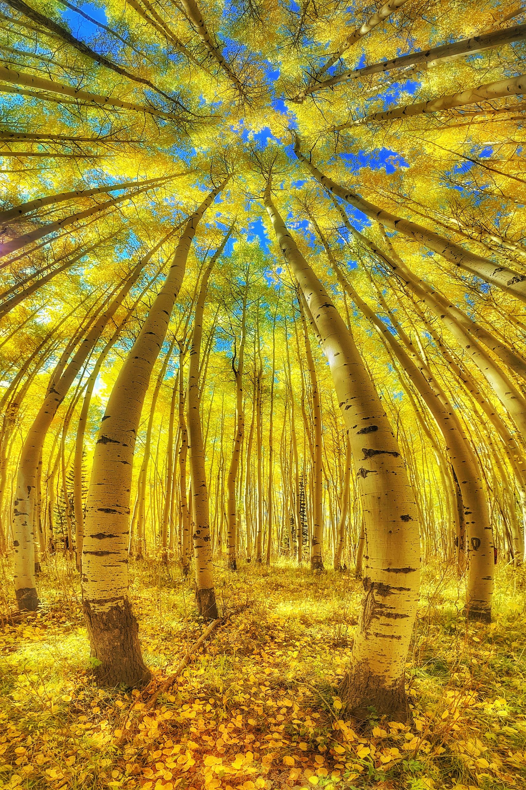 From Snap to WOW! The Ultimate iPhone Photography Workshop on Madeline Island! - Image 2