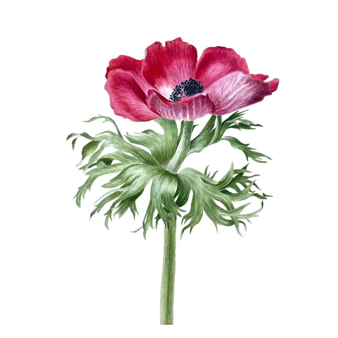 Where Watercolor Meets Nature: A Botanical Art Experience - Image 5