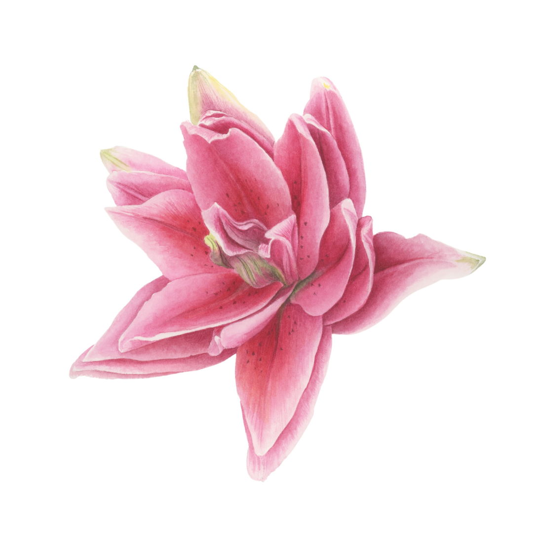 Where Watercolor Meets Nature: A Botanical Art Experience - Image 4