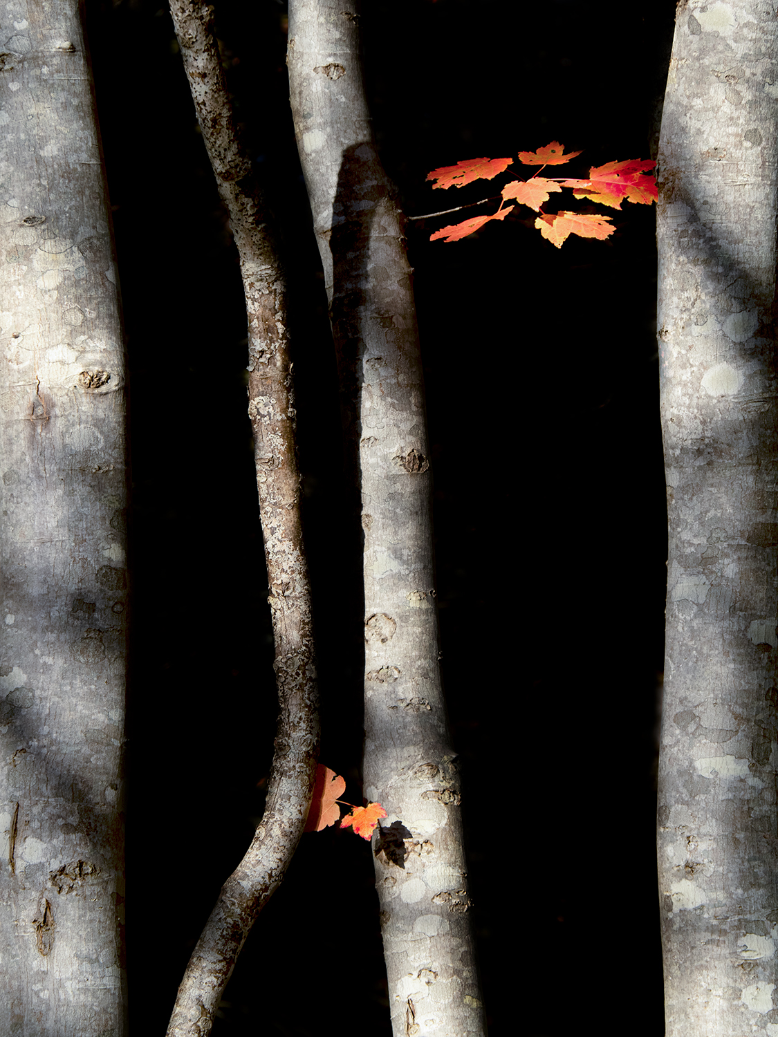 Reflections Within: Exploring Your Story through Creative Landscape Photography - Image 3