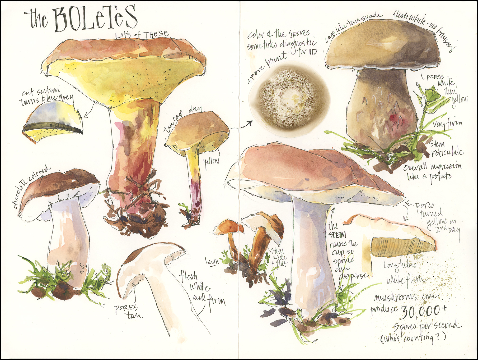 Drawn to Nature - Image 6